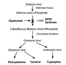 szlak kwasu szikimowego a glifosfat